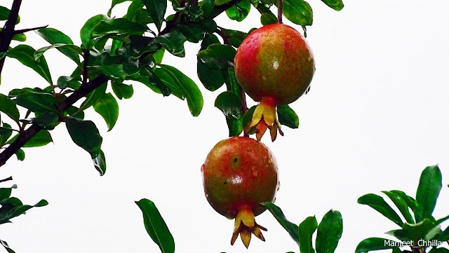 fresh pomegranate