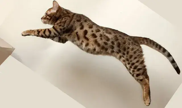 chat du bengal