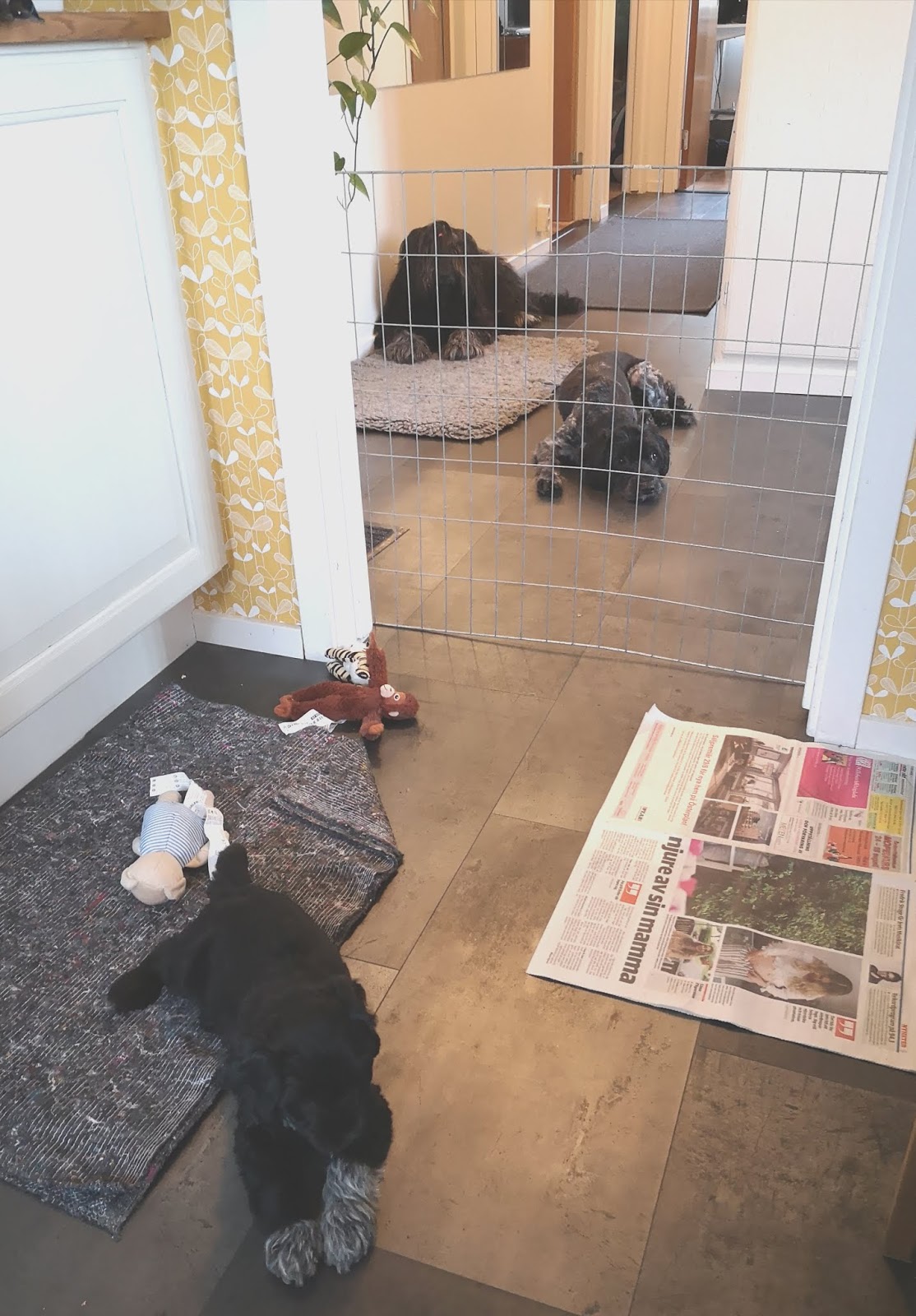 Prada is in the building! HUNDLYCKA