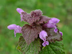 Lamium purpureum