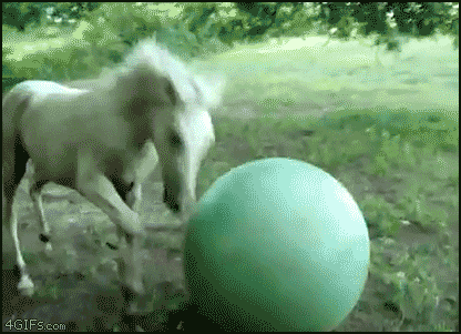 1.gif