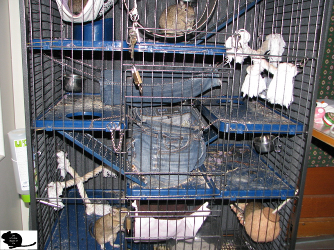 Les octodons, dègues et Cie Nouvelle cage des octodons!