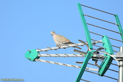 Tórtola turca (Streptopelia decaocto)