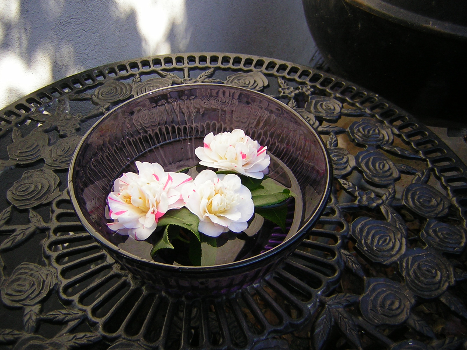 *Terra Garden* Camellias floating in water