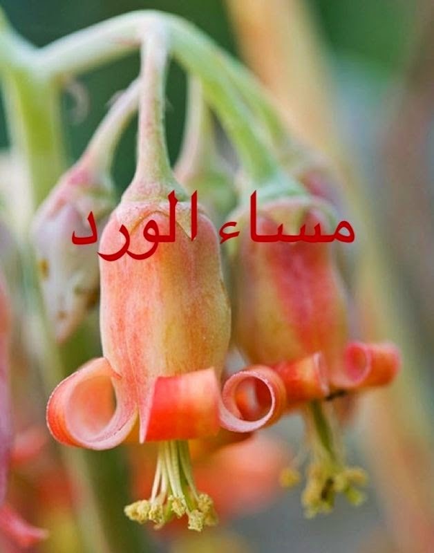 مختارات جميلة لصور مسائية جديدة