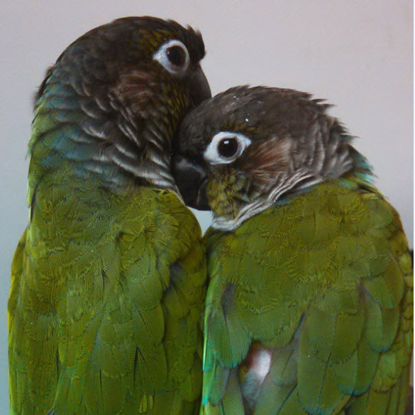 Raising Green-cheeked Conures