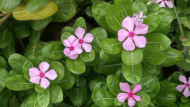 This plant is not less than any life, it has many medicinal properties. Funny Jokes This plant is not less than any life, it has many medicinal properties. Funny Jokes