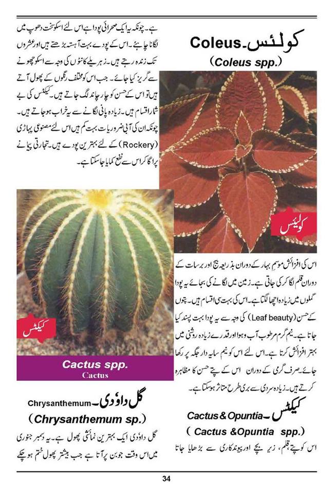 How to Grow Outdoor & Indoor Plants & Flowers Urdu Guide Noons.info