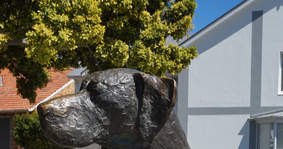 Mezze Moments Just Nuisance A dog who became a Seaman.