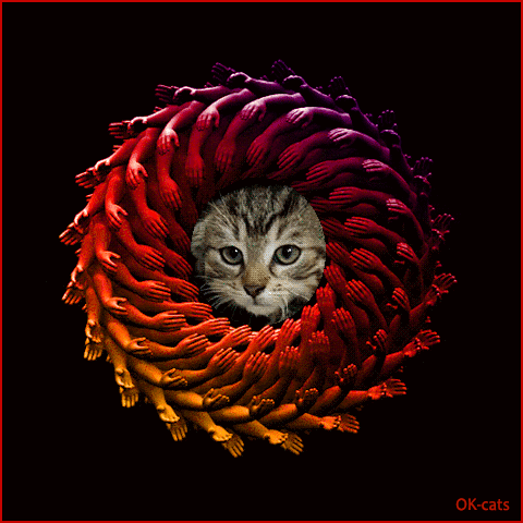 Art Cat GIF • OMG! OMG! 200 high fives to give! Kitty is totally distraught and confused Art Cat GIF • OMG! OMG! 200 high fives to give! Kitty is totally distraught and confused
