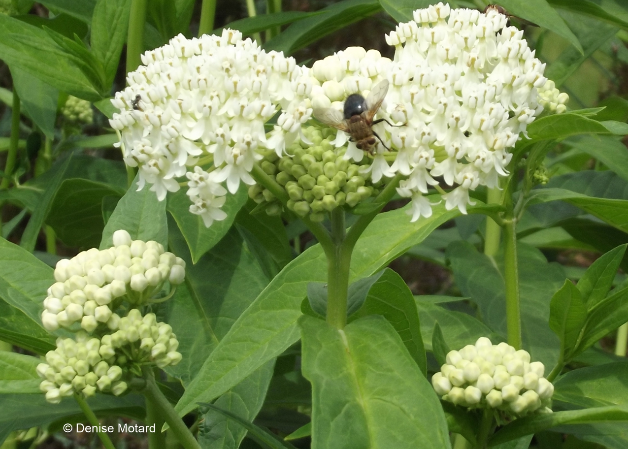 MILKWEED POLLINATORS