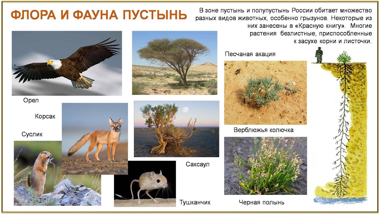 Какие животные и растения обитают в пустыне. Фауна пустынь и полупустынь в России. Зона полупустынь и пустынь растительный и животный мир.