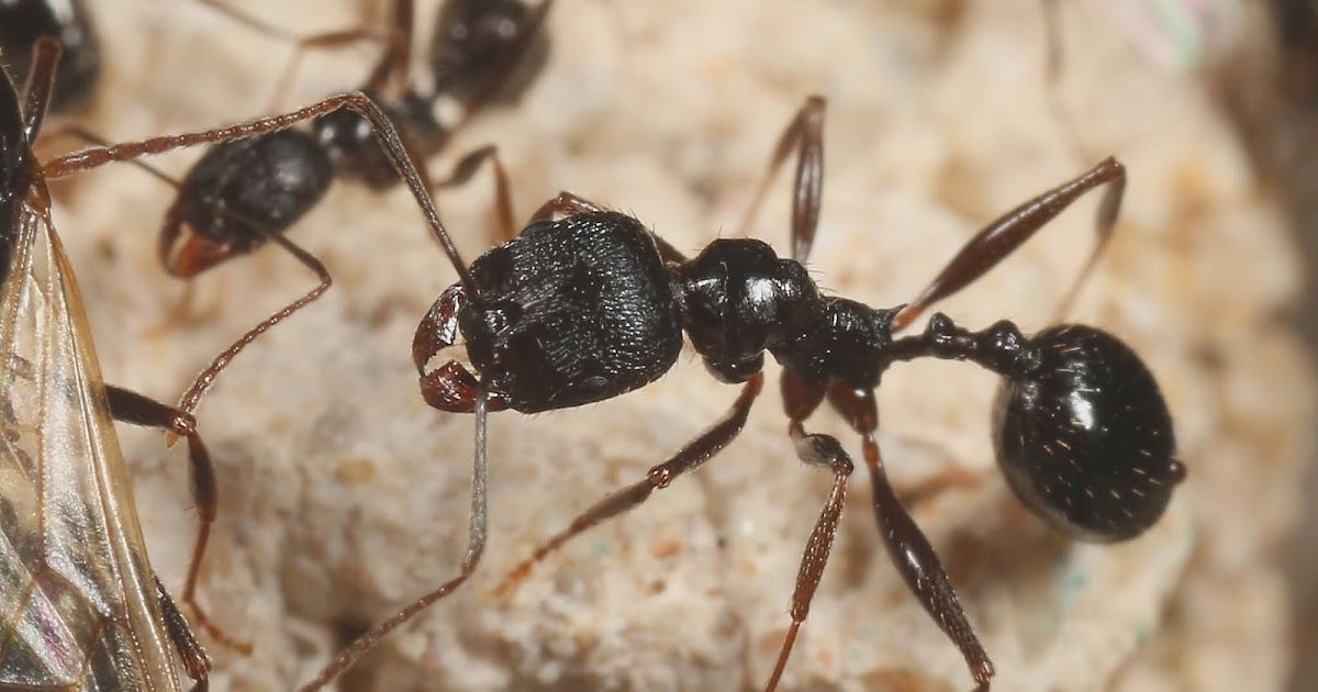 Especie de hormiga Aphaenogaster gibbosa - ANTCUBE