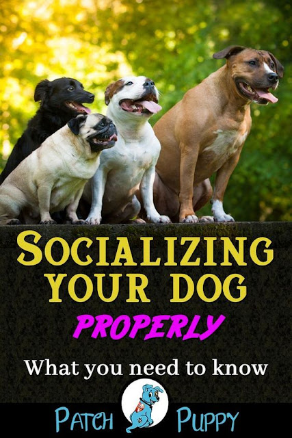 Violet Dogs: How To Socialize a Rescue Dog - Step By Step