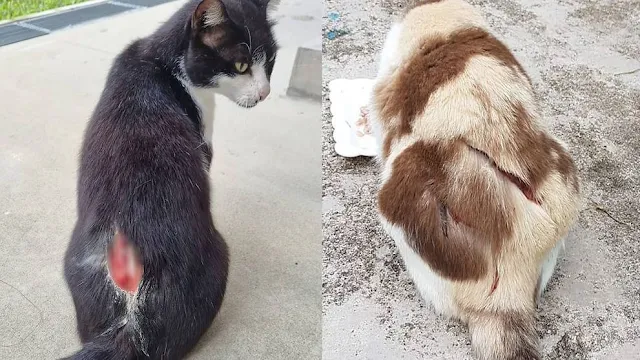Ang Mo Kio cats have been slashed by abuser