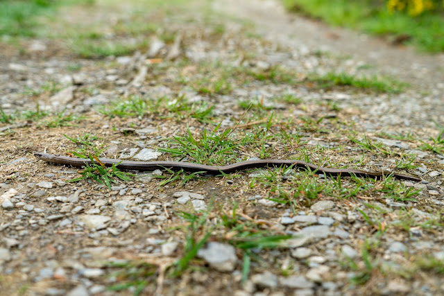 Traumschleife Masdascher Burgherrenweg  Saar-Hunsrück-Steig  Wandern Kastellaun  Premiumwanderweg Mastershausen  Deutschlands schönster Wanderweg 2018 11