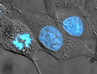Mavi Hoechst boyası ile boyanmış HeLa hücreleri