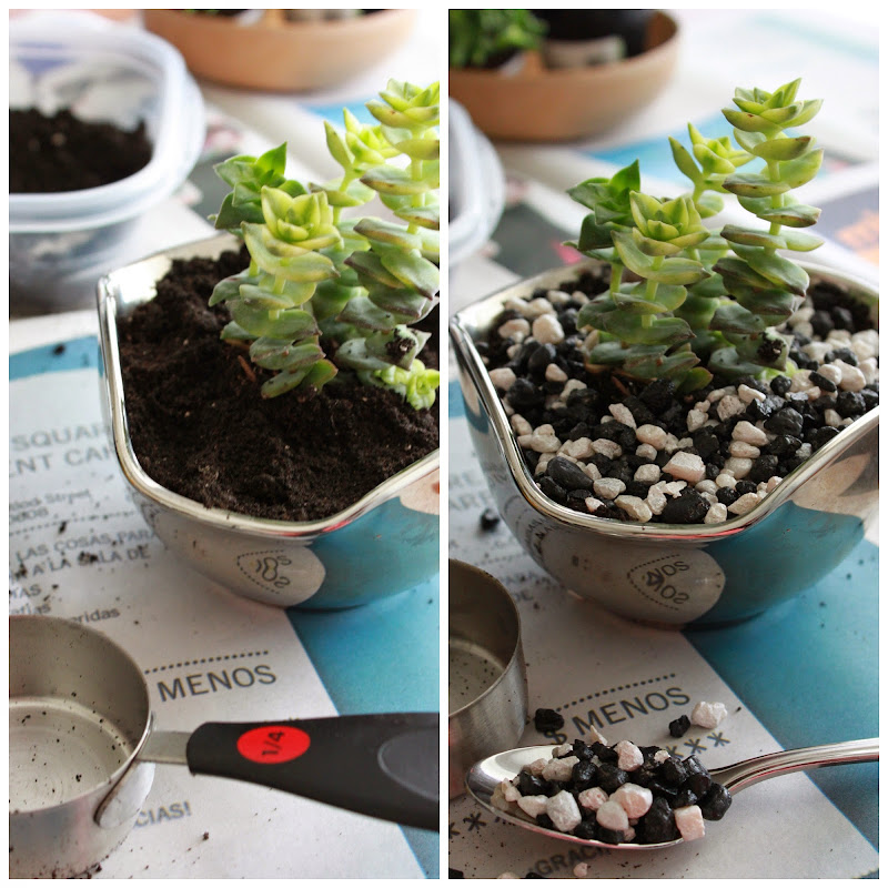 Annie's City Kitchen DIY Potting Succulents