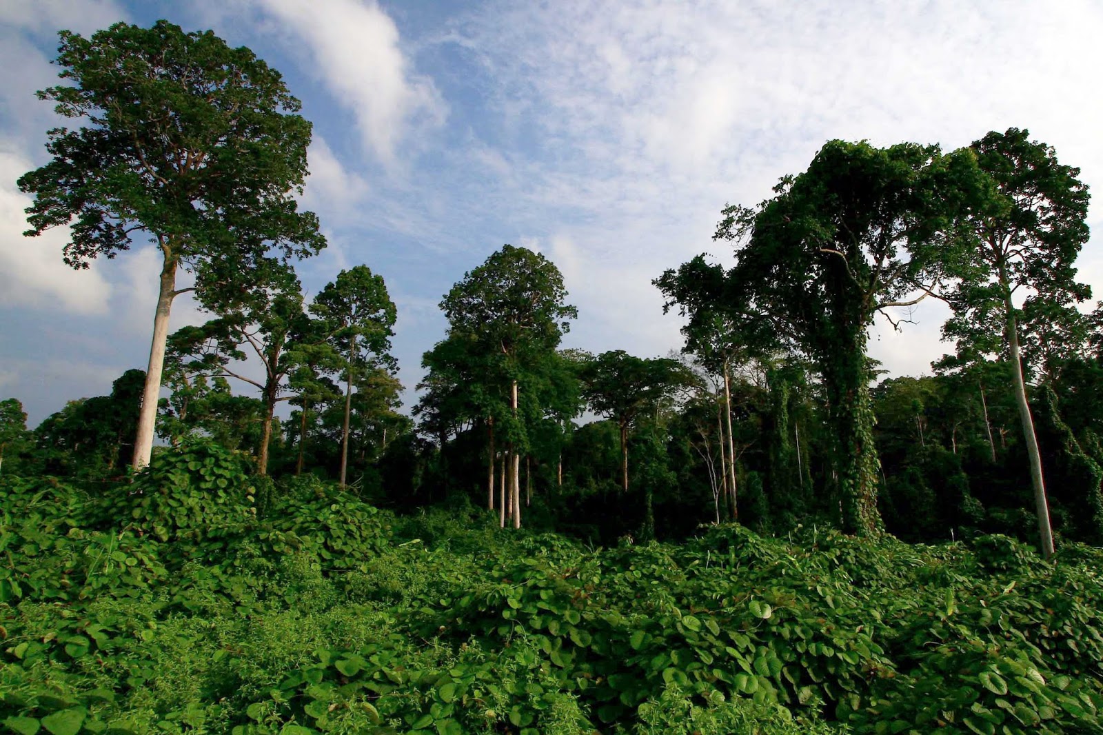 Ini 4 Poin Kehebatan Hutan Tropis Indonesia - PortalHijau.Com