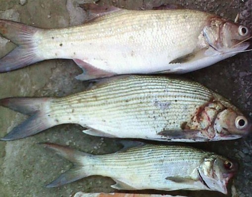 Ikan Senangin Atau Ikan Kuro Ikan Dan Laut Ikan Senangin Atau Ikan Kuro Ikan Dan Laut