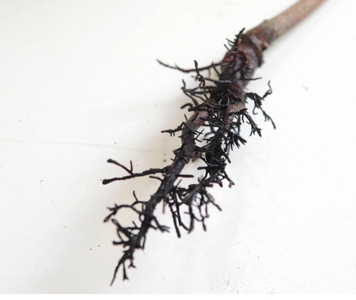 Scorzonera hispanica. Корнеплод скорцонера лечебный. Темный корешок. Темный корешок. Темный корешок.