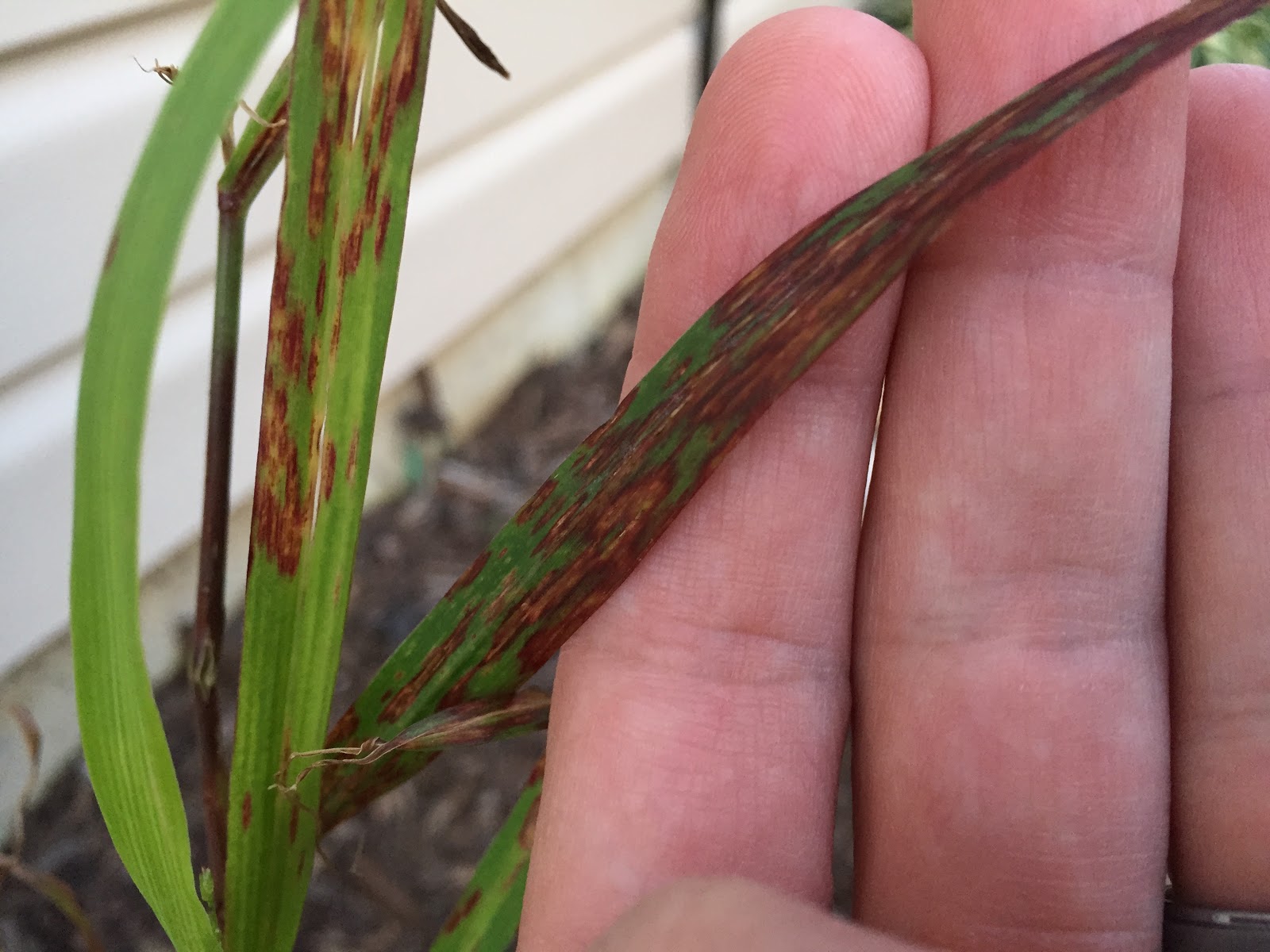 Rust Fungus Disease on Shenandoah Switch Grass [Backyard Neophyte Landscaping Blog]