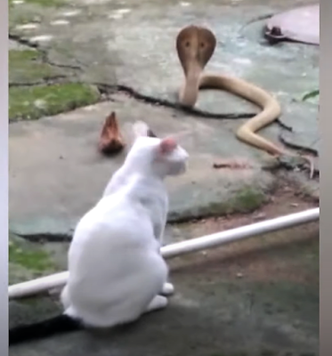 Cat confronts snake?