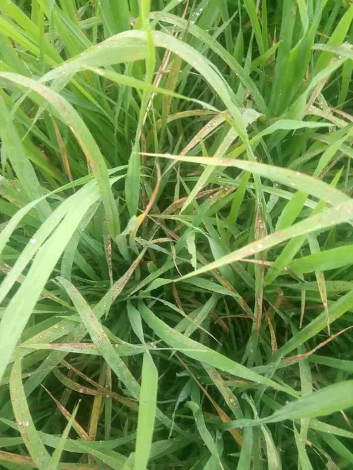 Cara dan Waktu yang tepat melakukan pemupukan IDNFARMERS