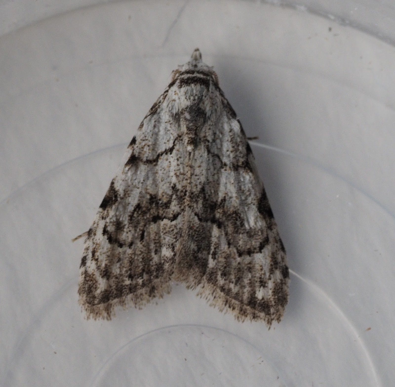 Upper Thames Moths Least Black Arches, and a "fluffy" micro