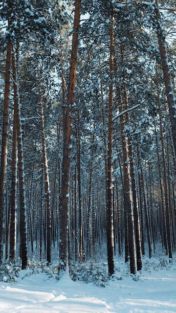 Wallpaper HD Winter forest, snow, pines, trees, conifers Wallpaper HD Winter forest, snow, pines, trees, conifers
