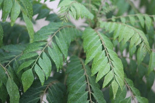கருவேப்பிலை துவையல் karuveppilai thuvaiyal, curry leaves