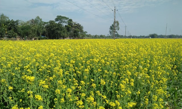 নীলফামারী ডিমলায় দিগন্ত জুড়ে হলুদ সরিষা ক্ষেত