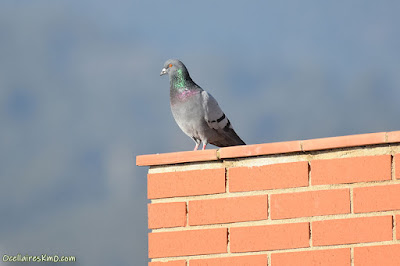 Colom roquer (Columba livia)