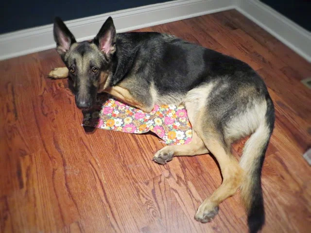 Finn still laying on pillow fabric