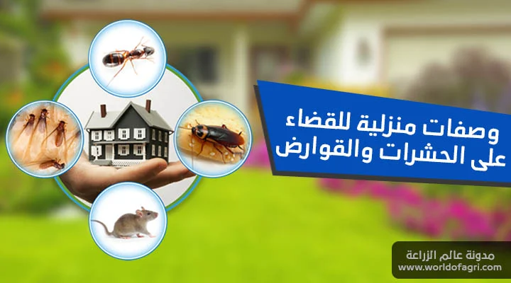طرق ووصفات فعالة لطرد والقضاء على النمل والصراصير وجميع الحشرات والقوارض