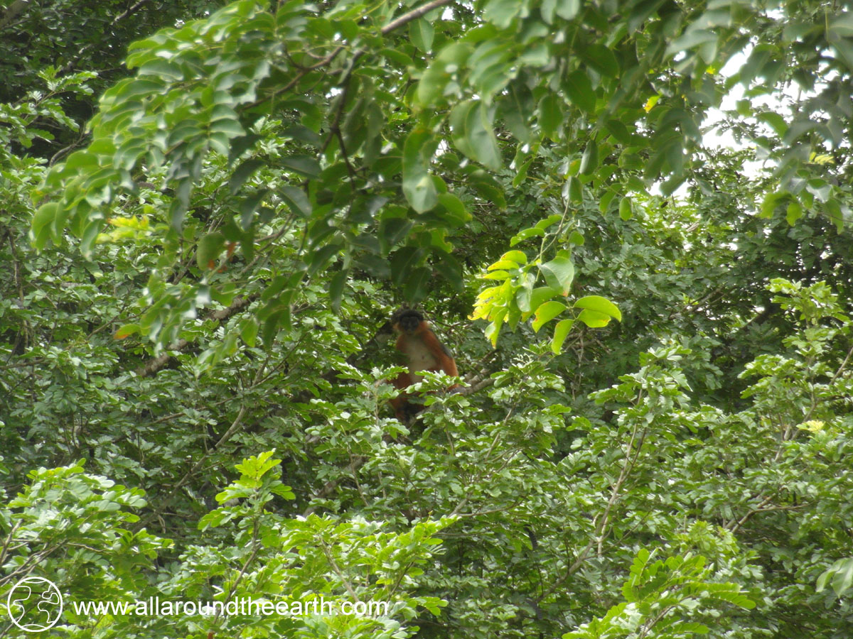 Temmincks Red Colobus checking out intruders in the Boé Sector, Guinea Bissau, West Africa
