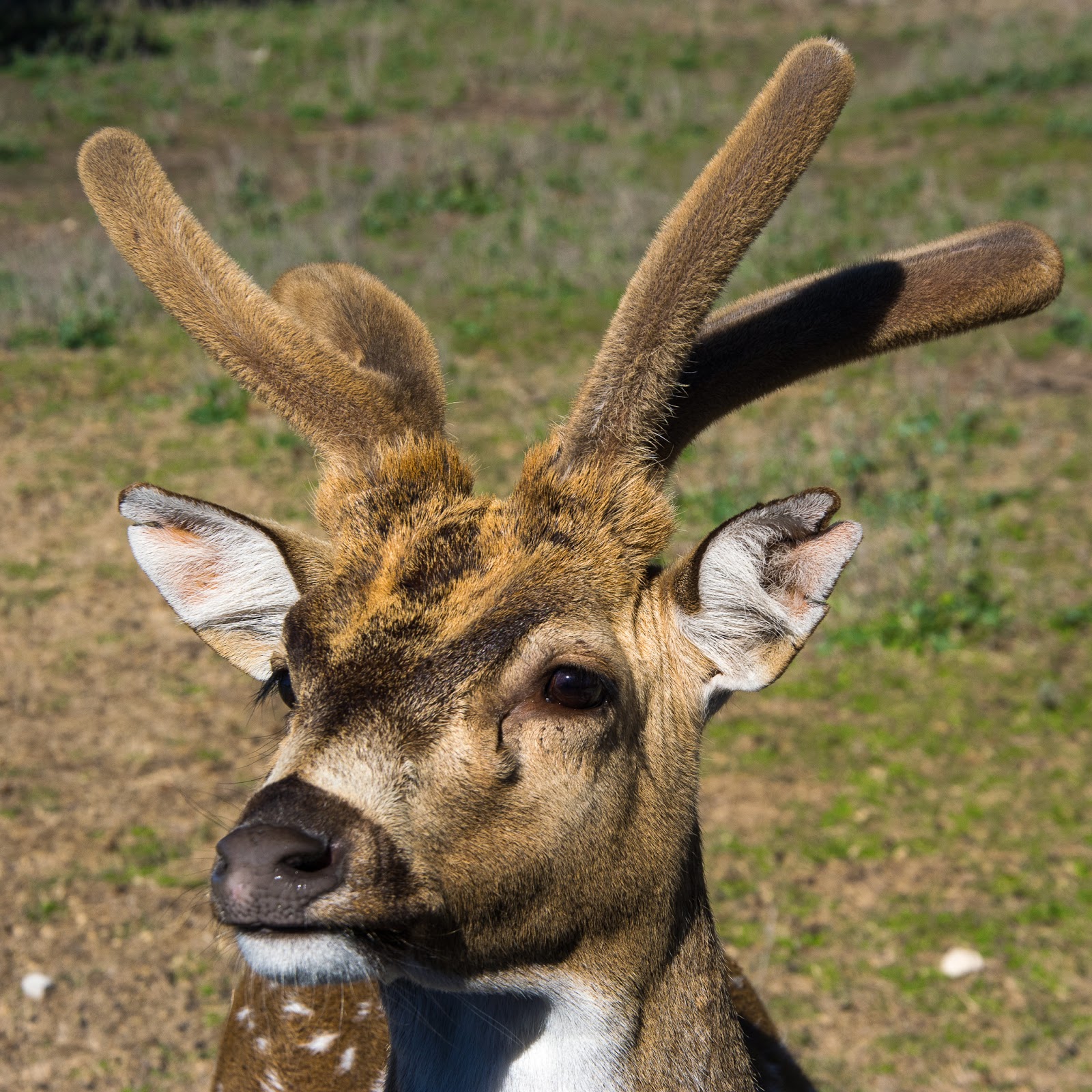 A Tree Falling Fossil Rim Wildlife Center, Part I