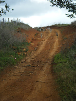Savusavu road