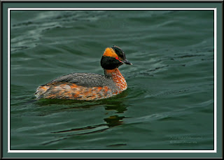 Image of a Horned Grebe by Vladimir Morozov