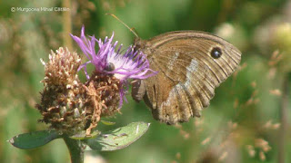 Minois dryas (female) DSC165133