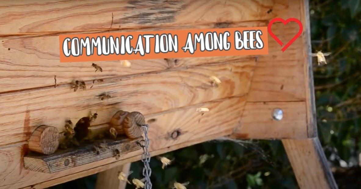 How do bees communicate by dancing? Communication between bees