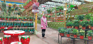 Sarapan Pagi Di Cameron Highlands | Agro Highland Cafe, Sg. Bisek