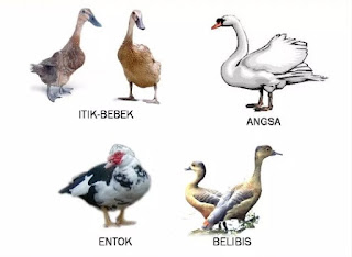 Gambar Hewan Berkaki 2 Terbaru Untuk Anak