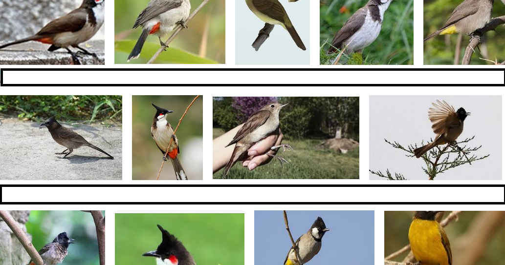 Kenapa burung BulBul berkicau merdu dan patut di Pelihara ? by
