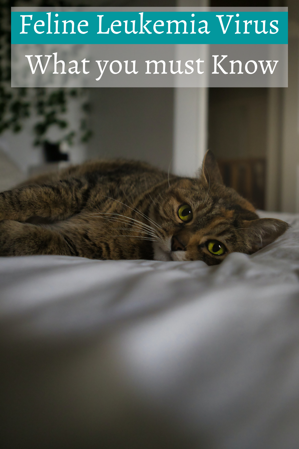 How to tell if your cat has Feline Leukemia Virus (FeLV)