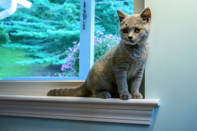 Gumdrop - Blue British Shorthair Kitten