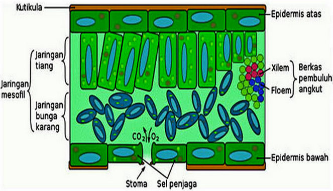 Sel sel epidermis pada daun dapat mengalami perubahan bentuk menjadi