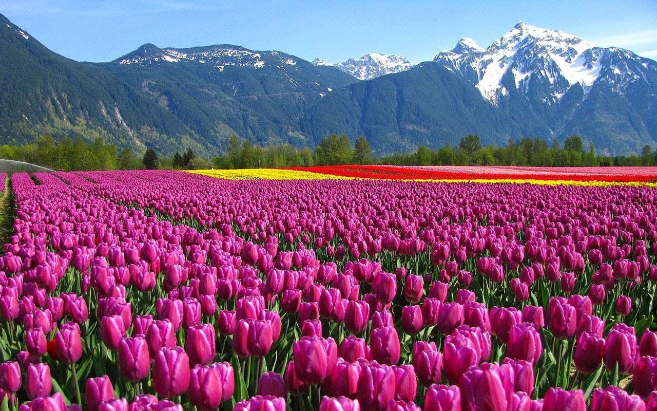 Hình ảnh những cánh đồng hoa đẹp nhất thế giới