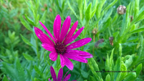 Margarita africana o Dimorphotheca ecklonis o Osteospermum ecklonis