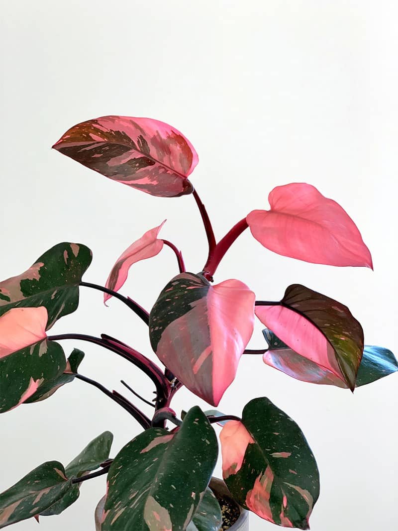 Pink Princess Philodendron The Most Comprehensive Care Guide For Beginners